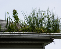Roofing Johnson City - Gutters and Downspouts Cleaning and Maintaining - weeds growing in a gutters
