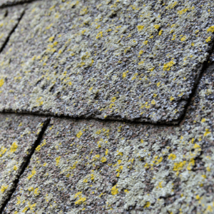 roofing companies Kingsport TN - The Services Roofing Companies in Kingsport TN Provide - a close-up shot of moss and algae growing on gray roof tiles